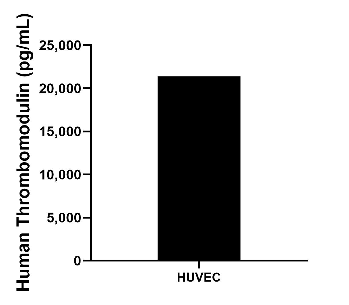 The mean CD141/Thrombomodulin concentration was determined to be 21,389.33 pg/mL in HUVEC cell extract based on a 1.8 mg/mL extract load.
